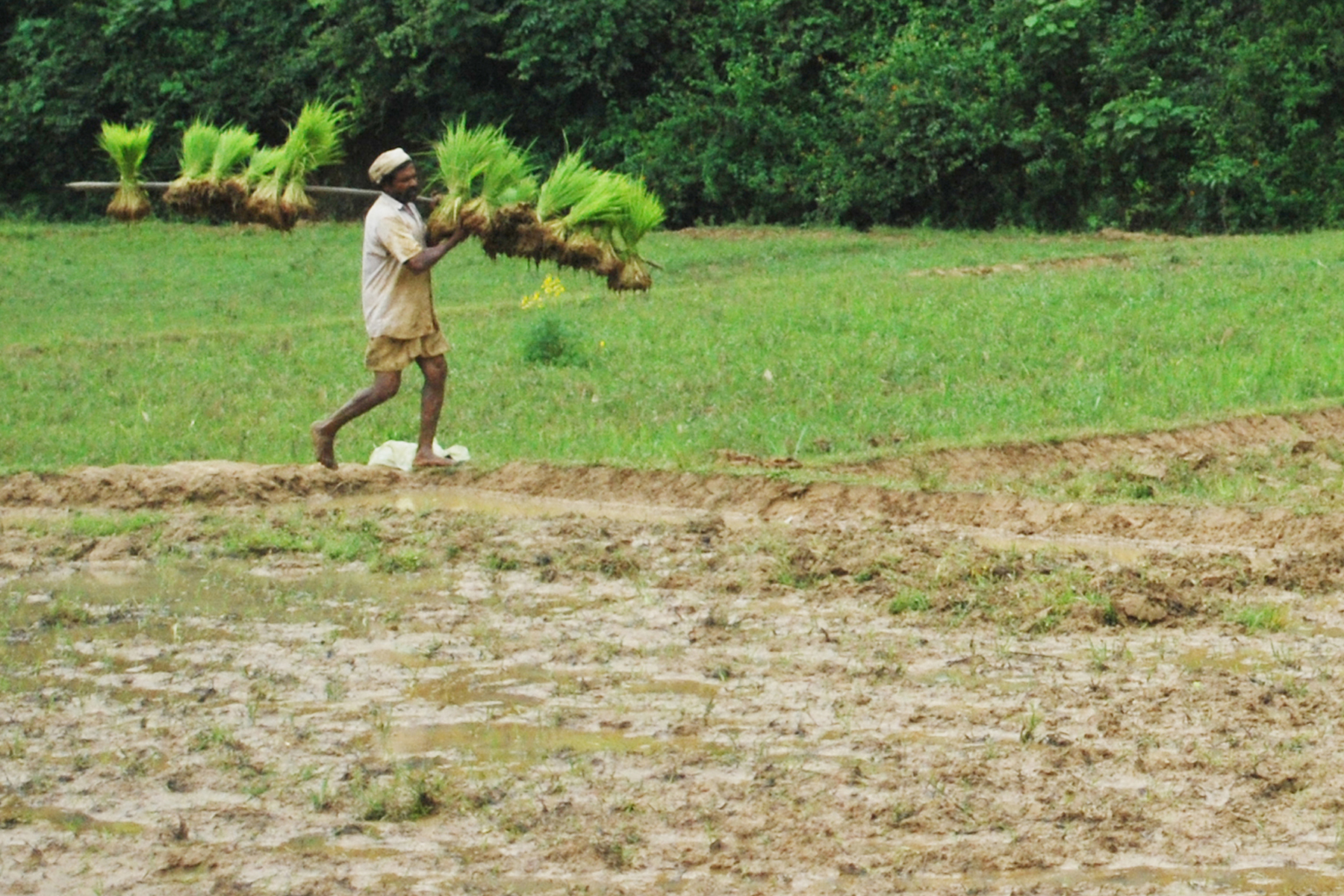 Cheruvayal raman Wayanad tribal farmer Cheruvayal Raman who has evolved as a living paddy gene bank. (Special arrangement)