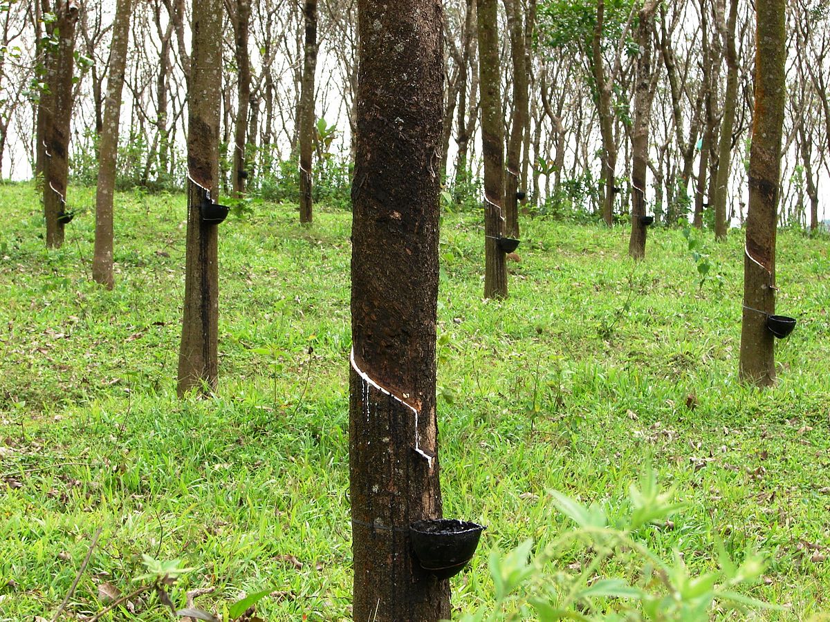 1200px-Rubber_trees_in_Kerala,_India Kerala producers say Rubber Board of India partisan to tyre manufacturers