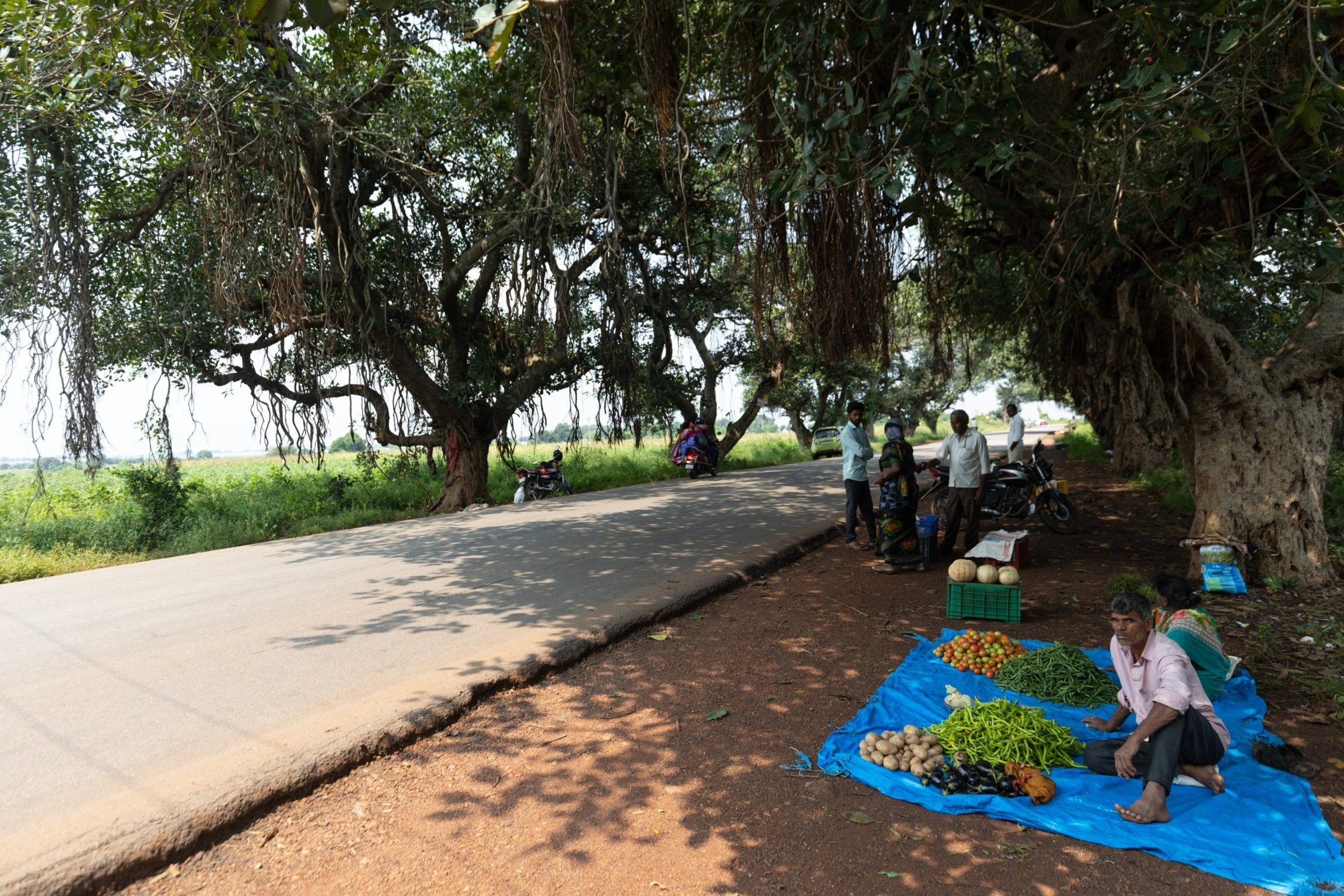 Chevella-Trees Chevella-Trees