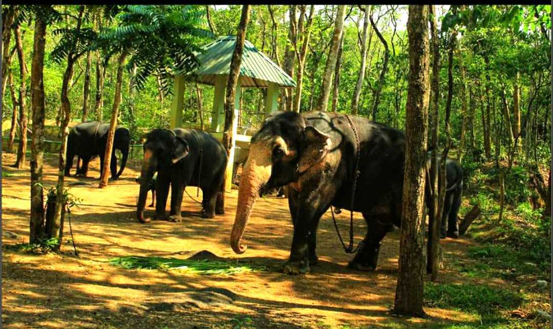 Elephant retirement camp Thiruvananthapuram Elephant retirement camp