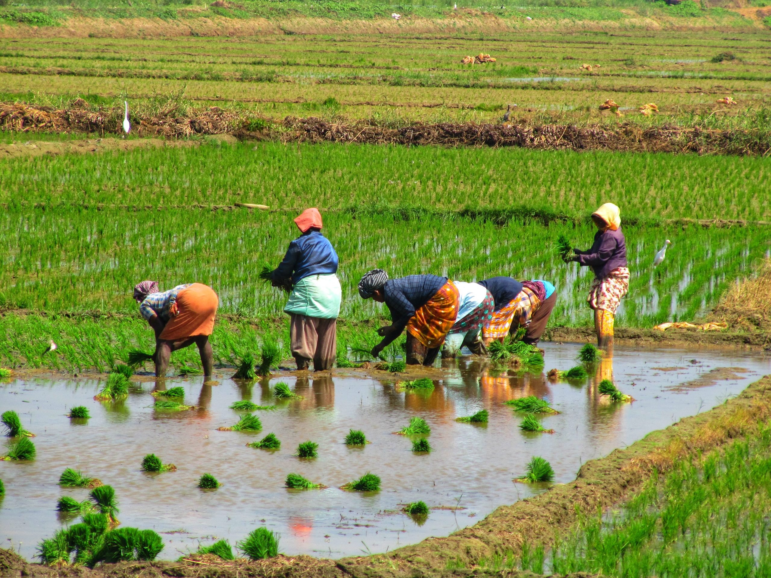 Kerala rice cultivation