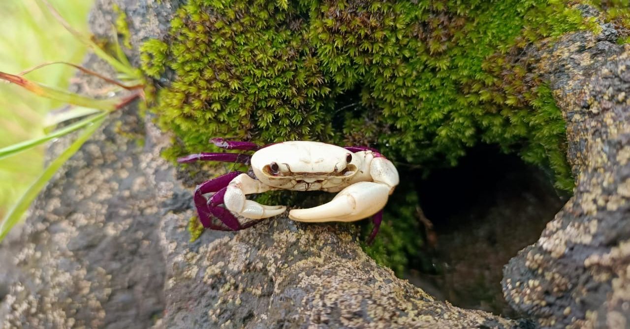 What is Ghatiana Dvivarna? Forest guard, naturalist from Karnataka discover new crab species