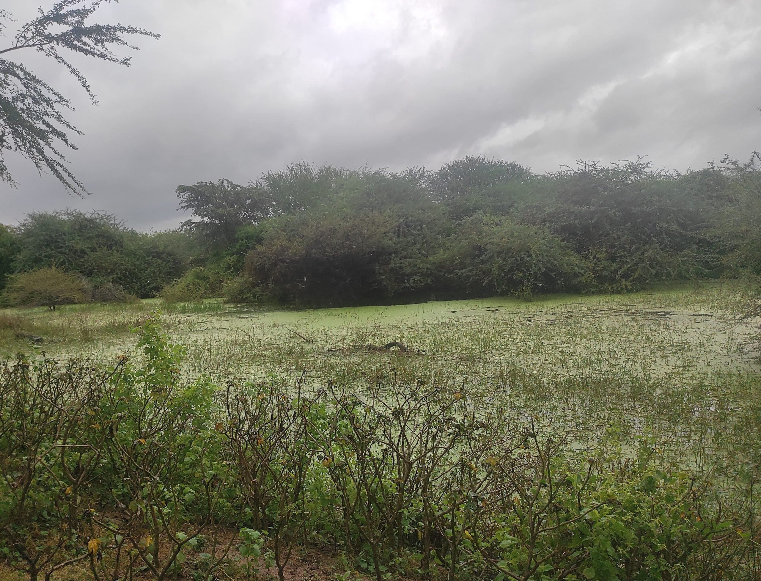 Udhayamarthandapuram Ramsar site, Tamil Nadu