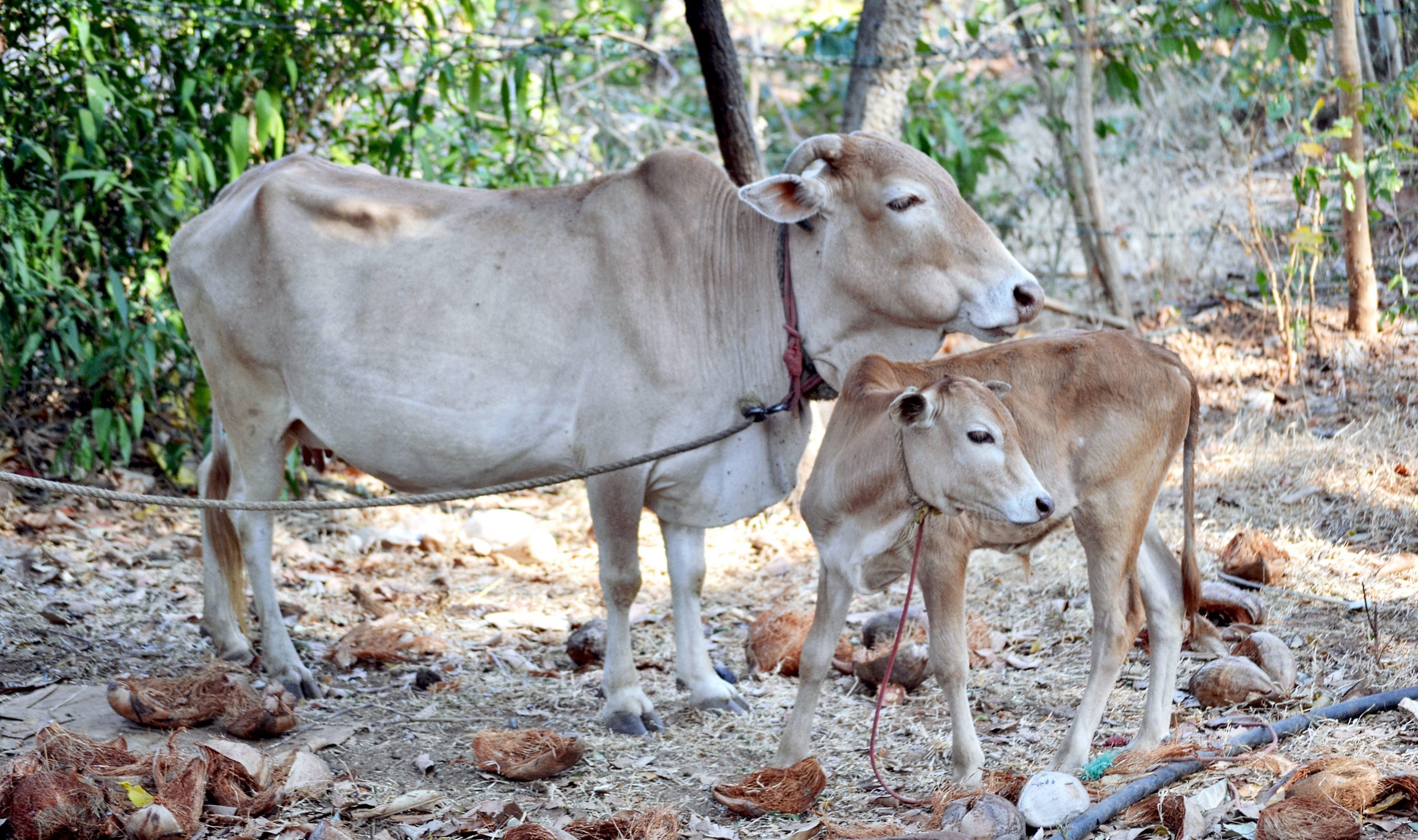 Vechur_Cow Vechur_Cow