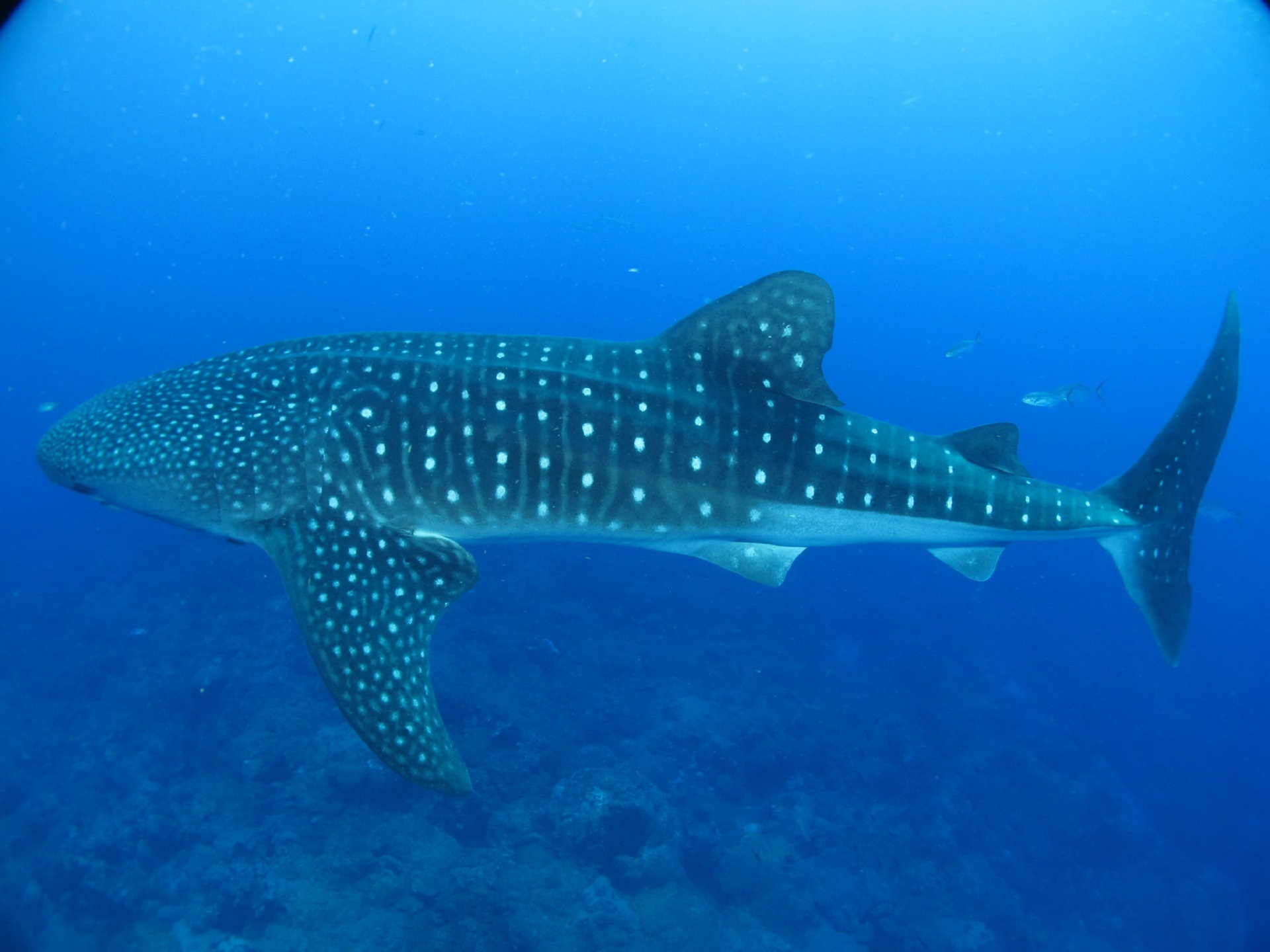 Whale Shark