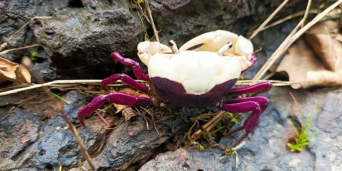 Ghatiana Dwiwarna, the rare freshwater crab discovered in Karnataka. (South First)