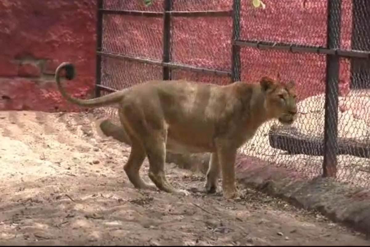 Lions at Nehru Zoological Park