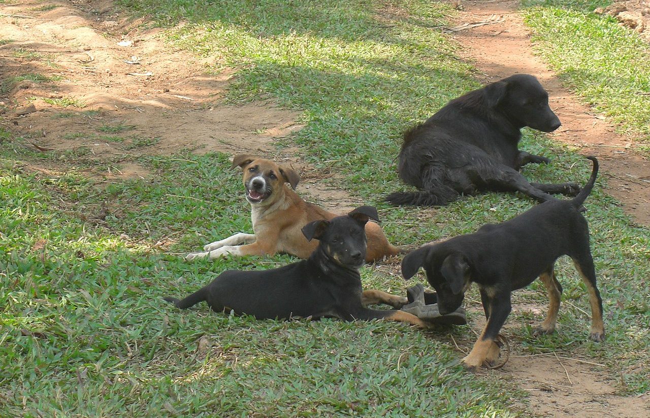 Stray dog kerala Kerala set to launch month-long massive vaccination drive for stray dogs