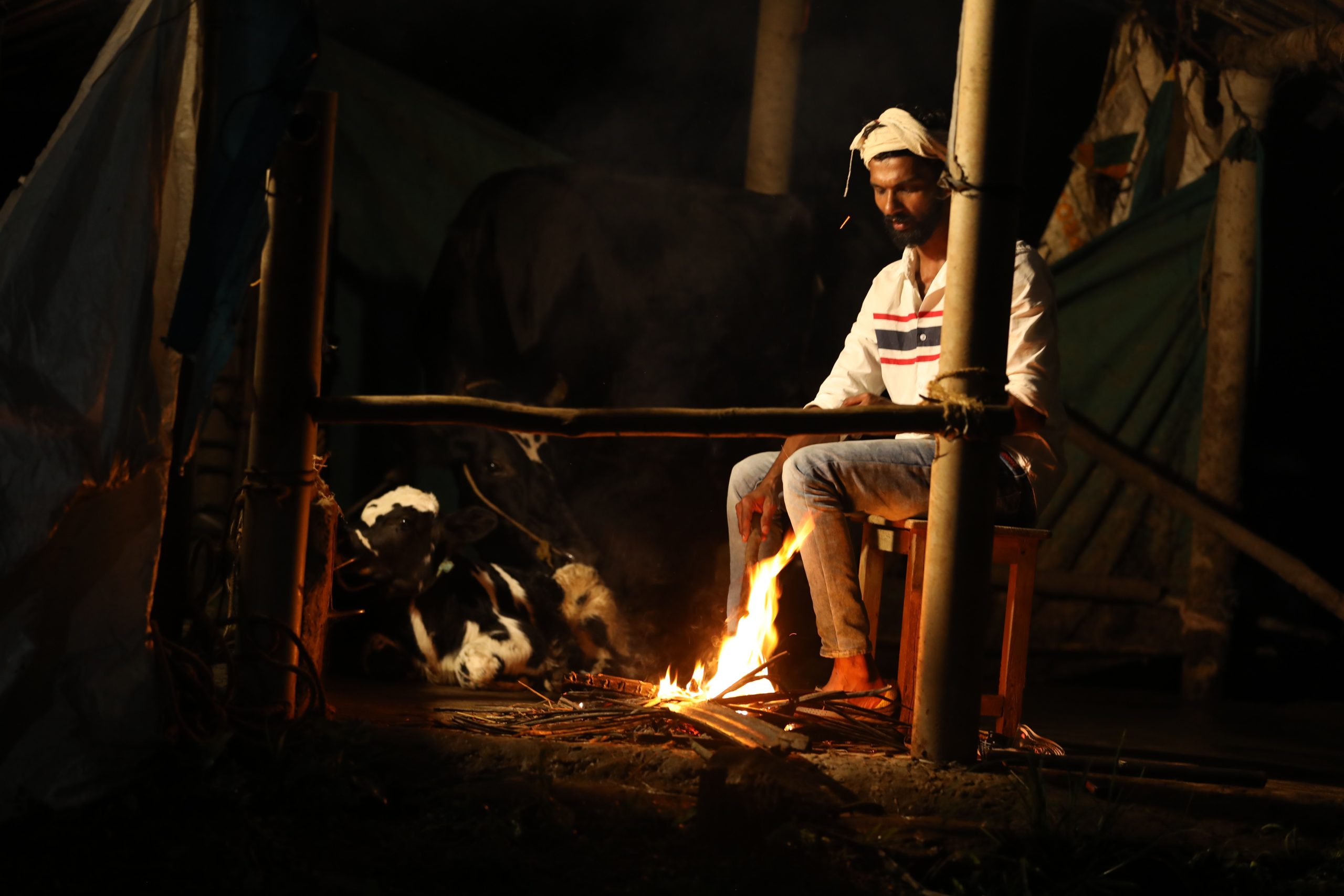 Farmer M Jose, a cattle farmer of Mundakkolli near Cheeral in Wayanad guards his cow at night against tiger attack. (Jithesh Cheeral)