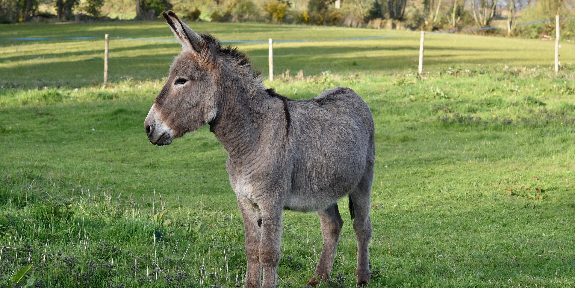 Myths fuel illegal slaughter and sale of donkey meat in Andhra towns, finds PETA probe