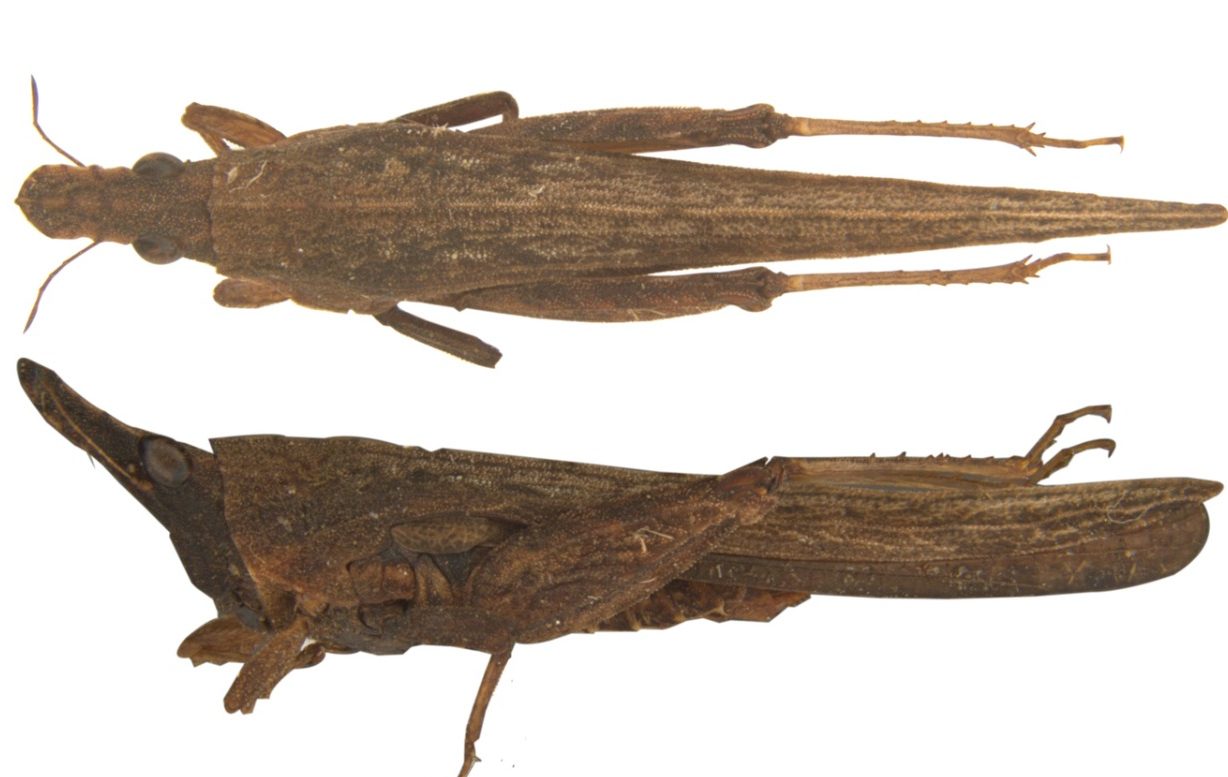 Dravidacris Annamalaica 3 Dravidacris Annamalaica 3