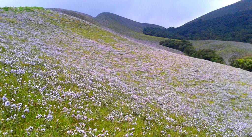 Bloom neelakurinji Bloom neelakurinji