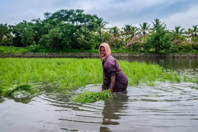 Pokkali rice Kerala Agricultural University, KERA join hands for climate-resilient farming