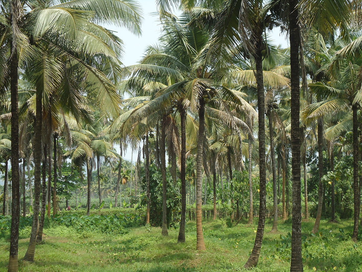 Coconut oil plantation Coconut oil plantation