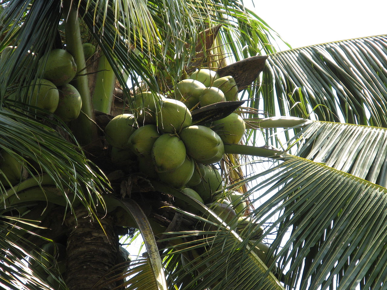 In Kerala, automation is employed in a big way in irrigation as well as spraying of pesticides across plantations. (Wikimedia Commons)