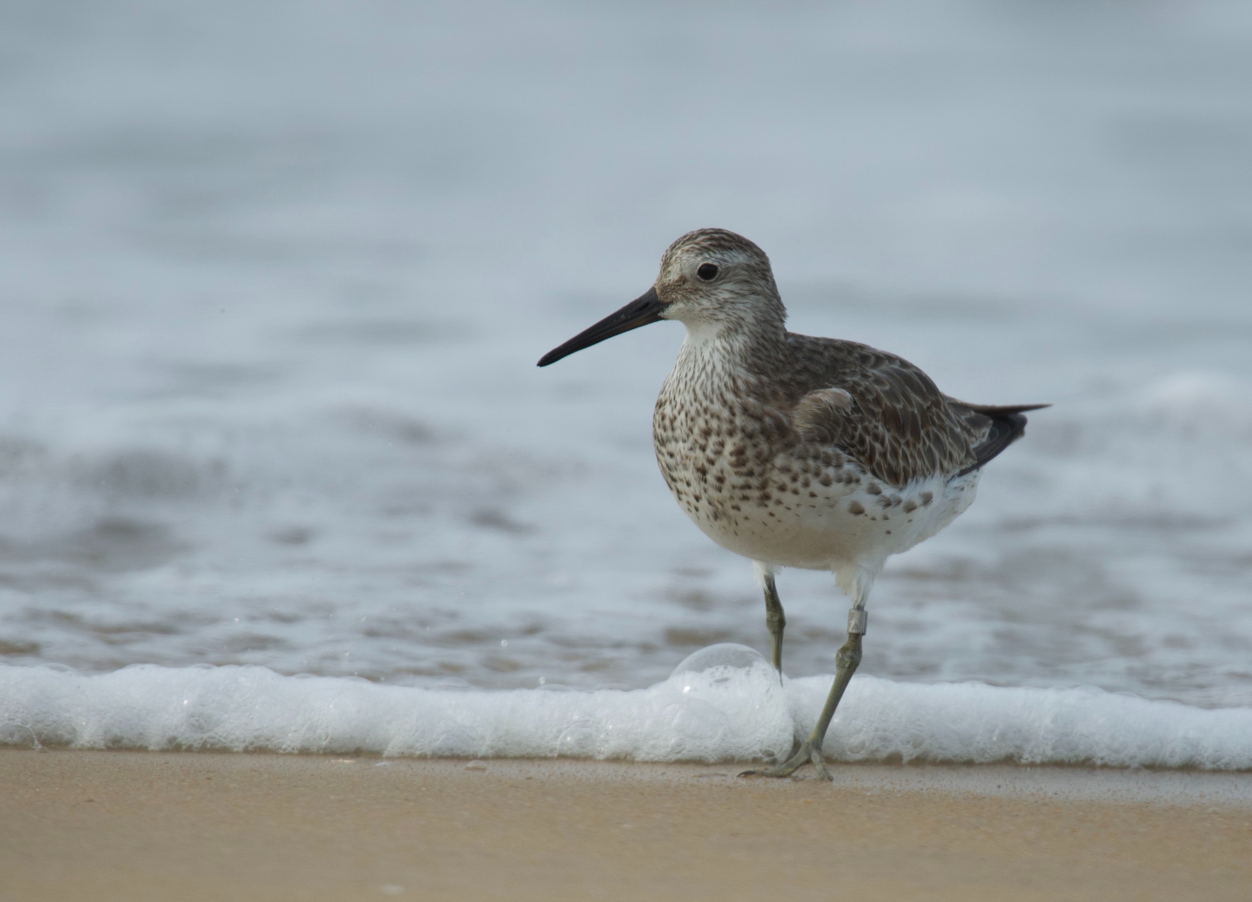 DSC_9379 The great knot, a migratory small wader bird, was tagged at the at the Khairusova-Belogolovaya estuary on the western coast of Russia's Kamchatka peninsula on 12 August. It was spotted in Chavakkad on 15 November. (Dr Kalesh Sadasivan)