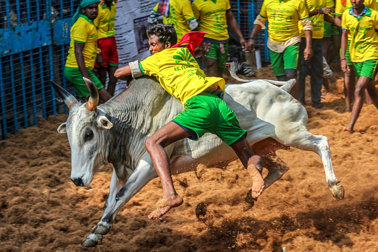 Jallikattu Jallikattu