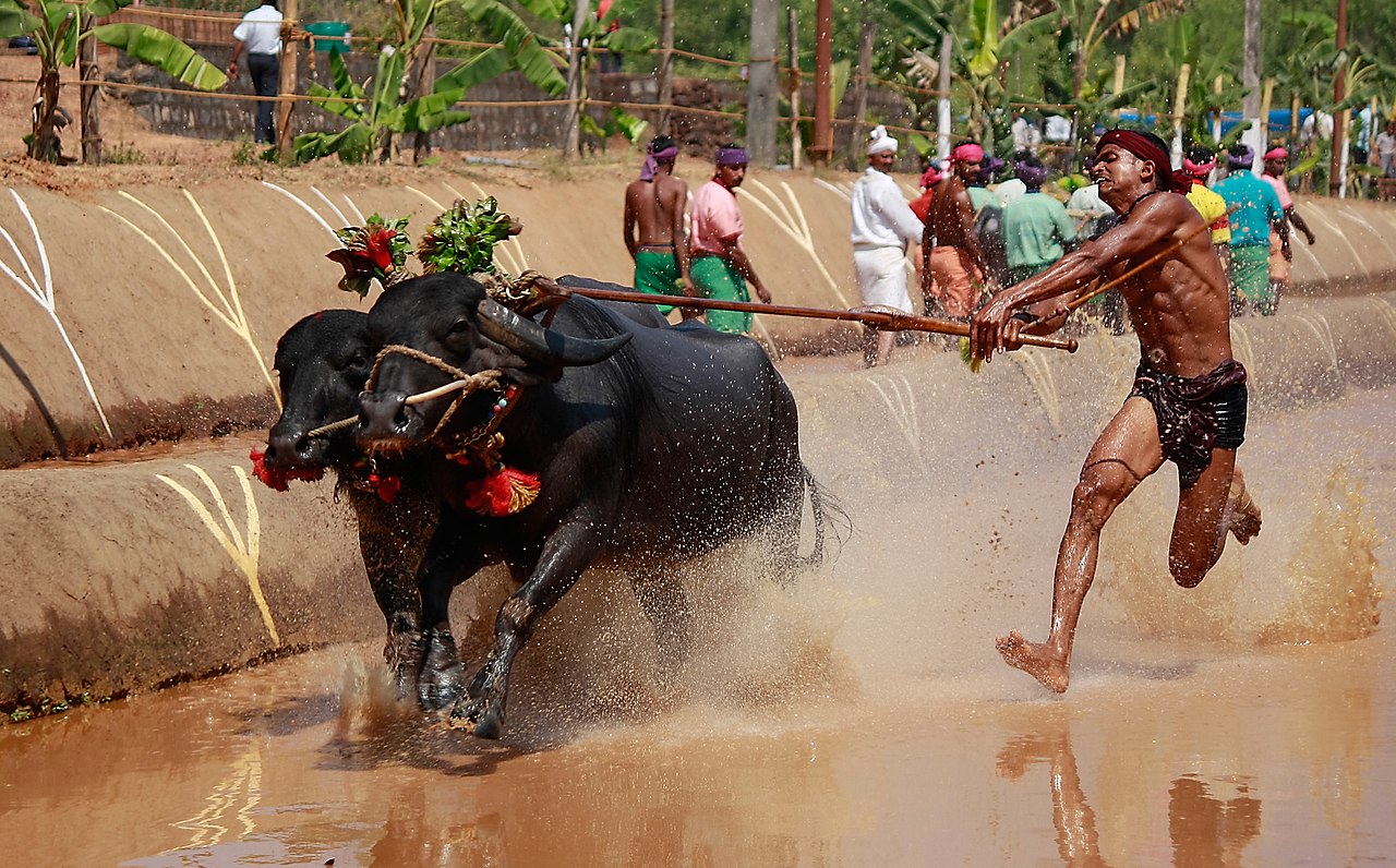 Kambala