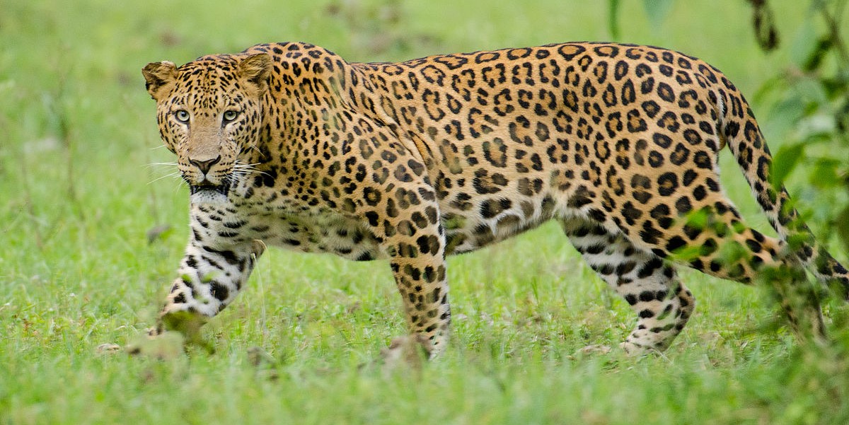 Leopard. Representative image. (Creative Commons) Leopard. Representative image. (Creative Commons)