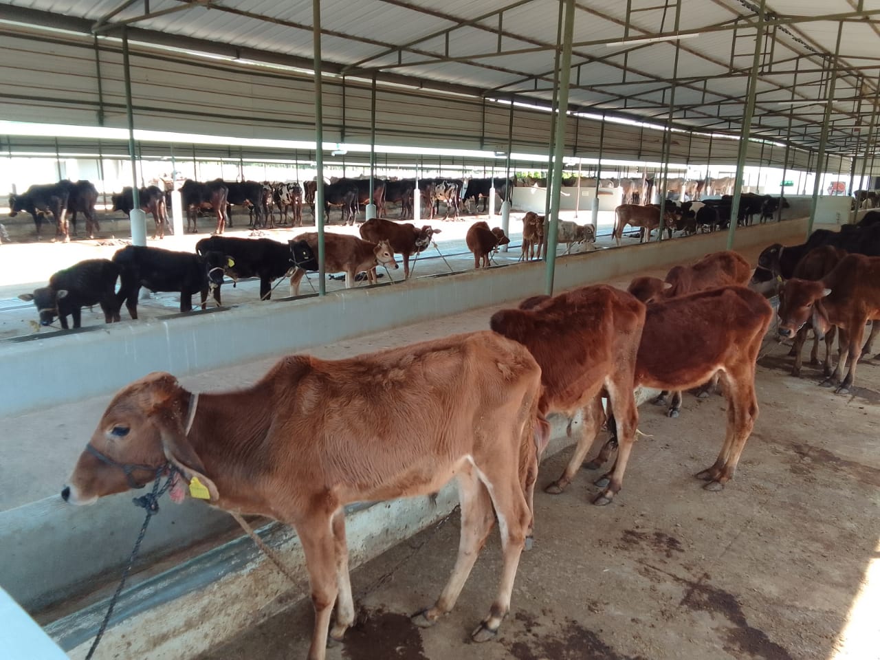 WhatsApp Image 2022-11-18 at 18.58.42 Cattle at a goshala