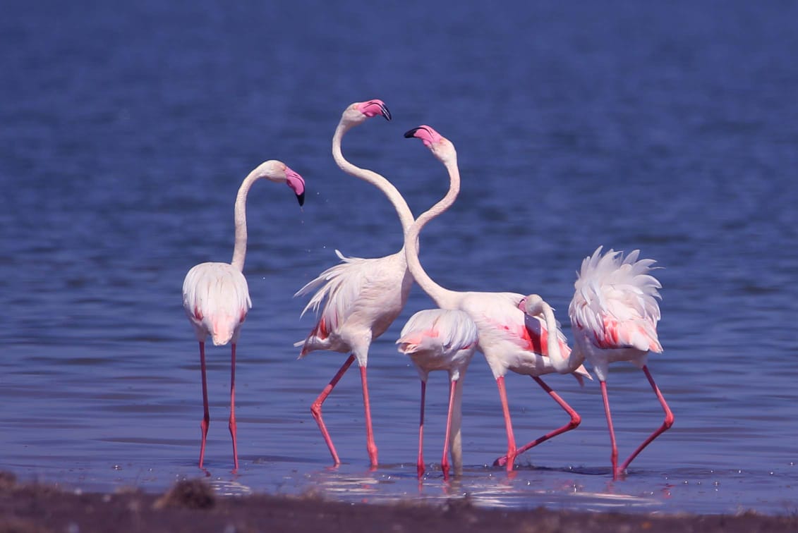flamingo (3) Flamingoes are the most attractive and sought after bird in the backwaters of Almatti Dam. (Pic - Raju Davalagi)