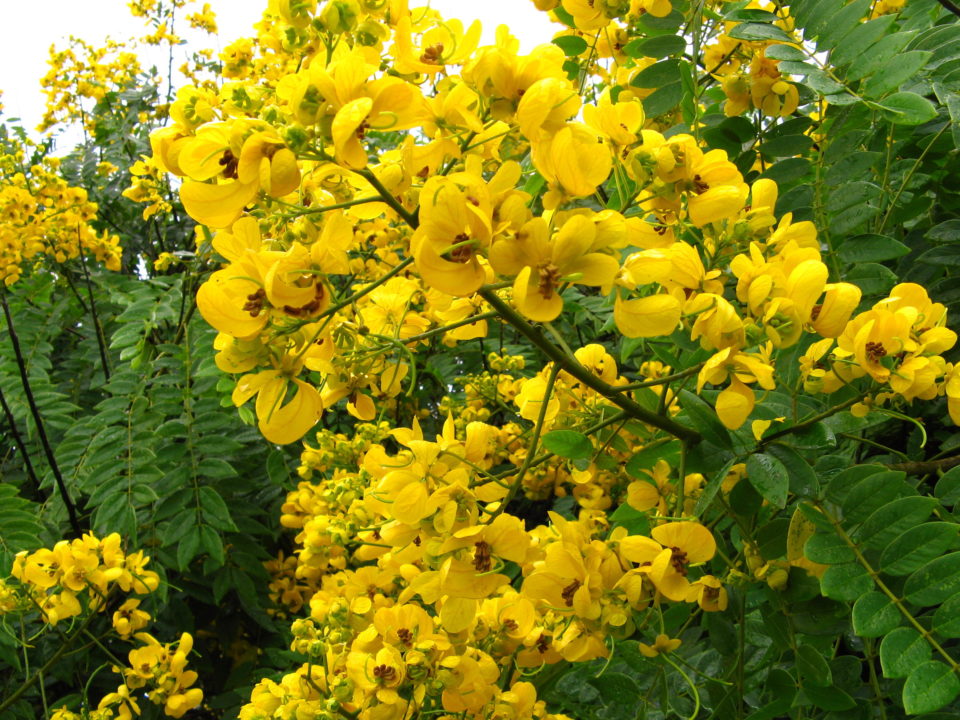 flowered senna flowered