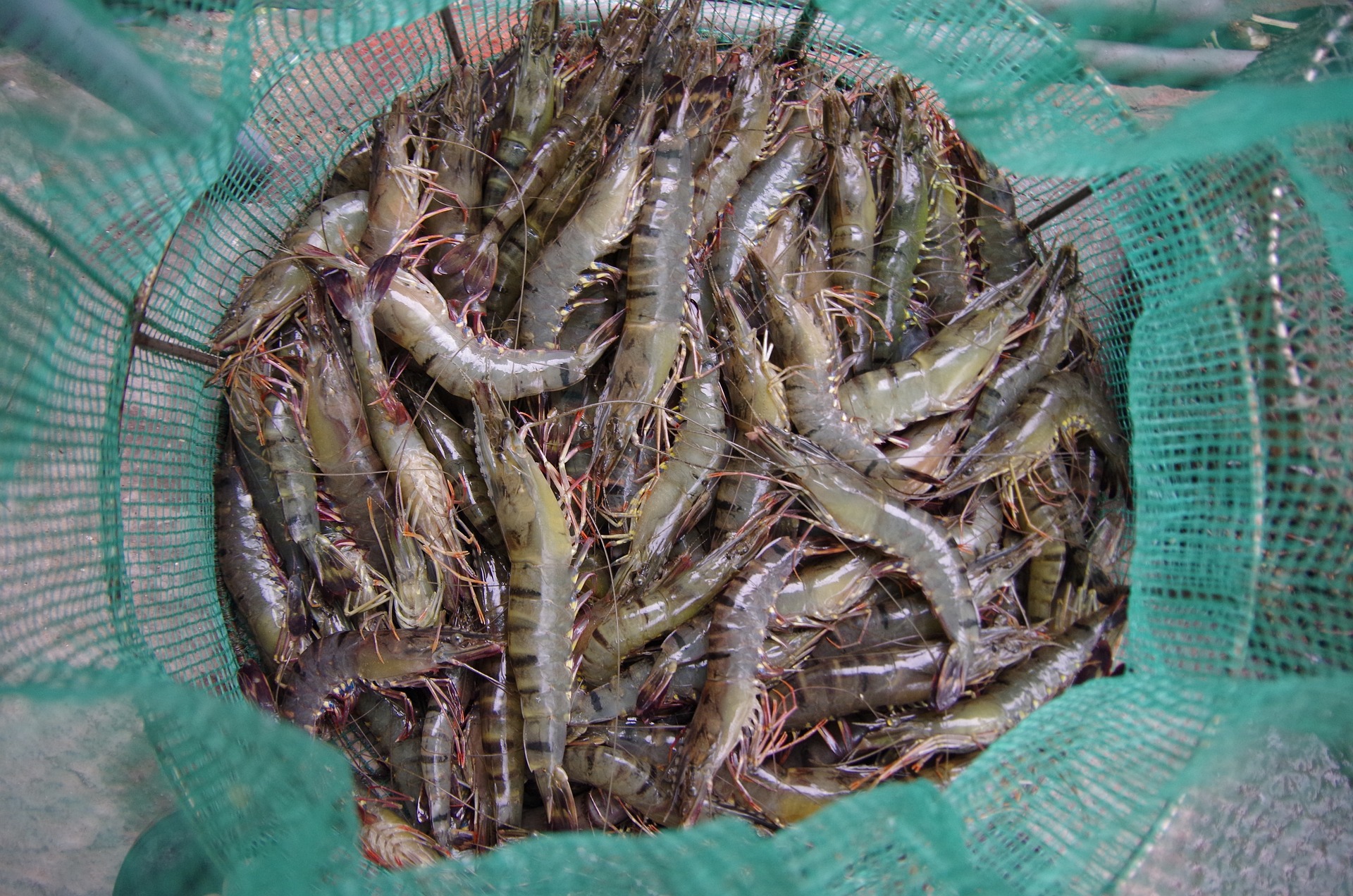 shrimp-1871784_1920 A host of factors — some external and some internal — have come into play to force Andhra Pradesh shrimp farmers into opting for distress sales or destroying their produce. (Creative Commons)