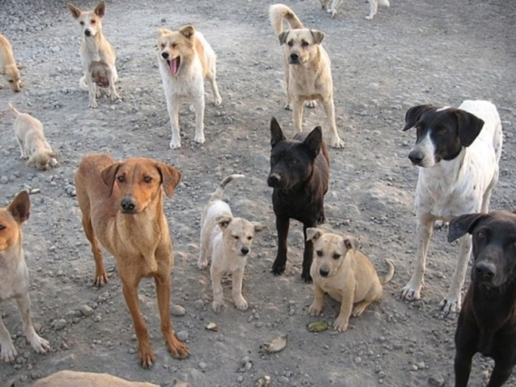 straydogs stray dogs