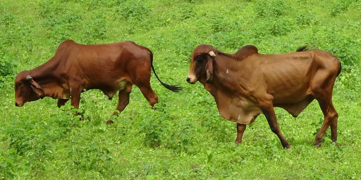 Karnataka Cracks Down on Cattle Grazing in Forests