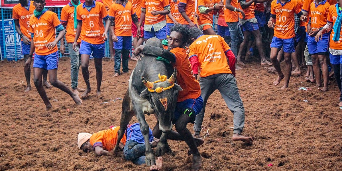 Jallikattu in Madurai of Tamil Nadu. (Creative Commons) Jallikattu