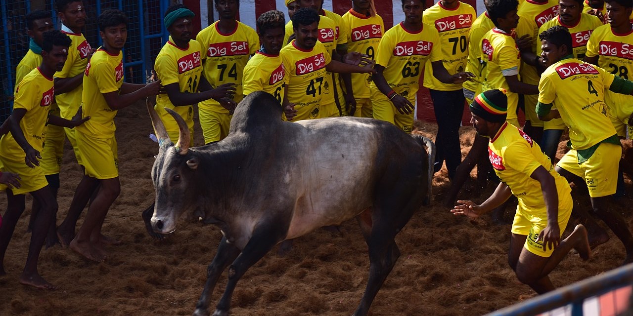 Jallikattu in Tamil Nadu. (Creative Commons) Jallikattu in Tamil Nadu. (Creative Commons)