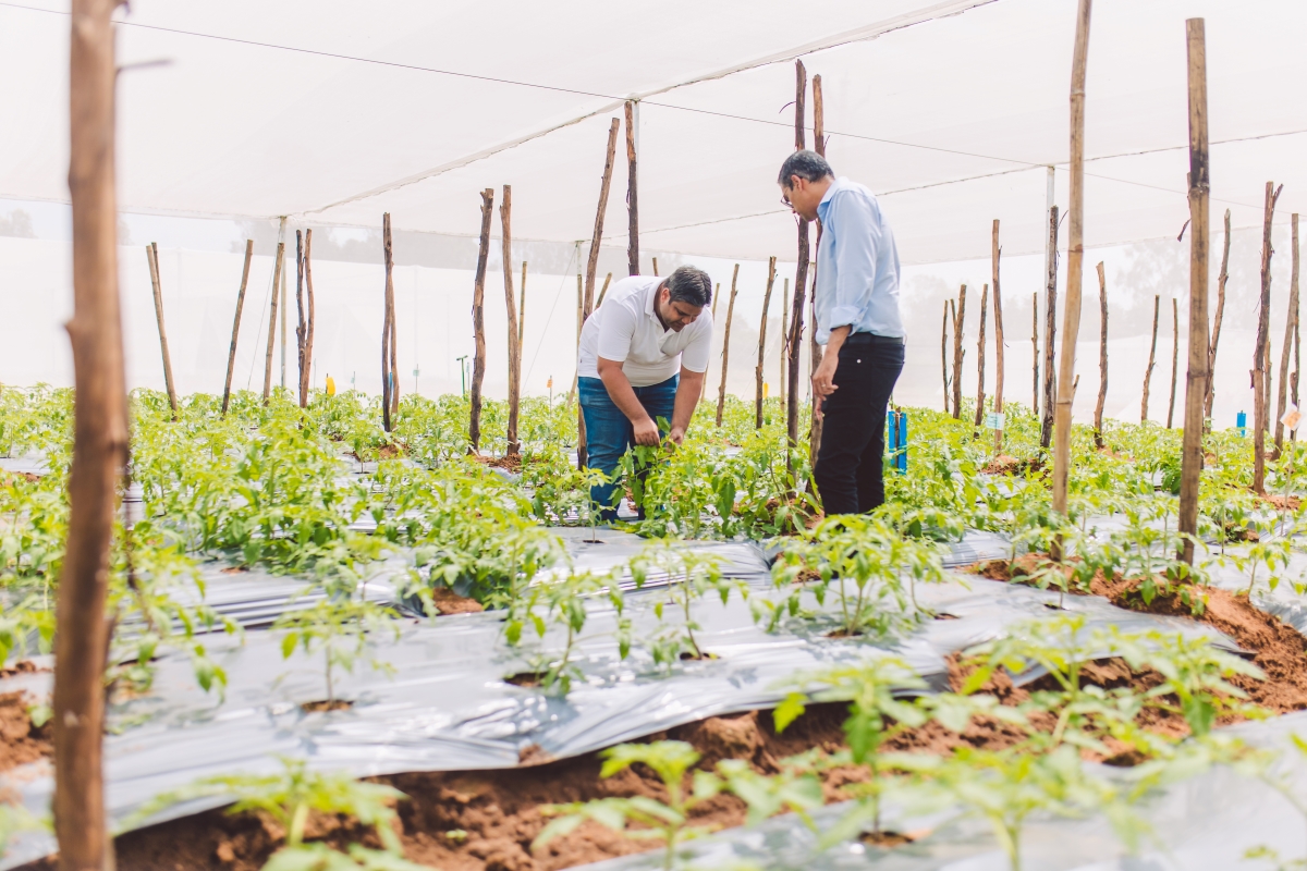 Kheyti – The greenhouse Kheyti - The greenhouse