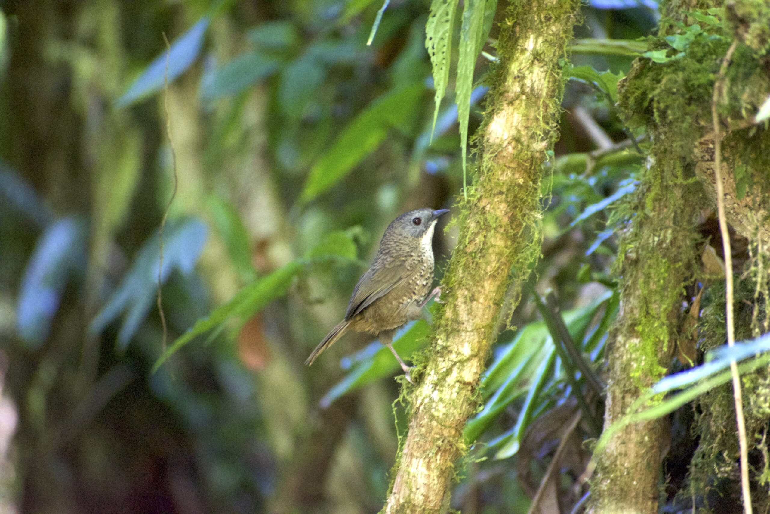 A male Lisu wren babbler spotted in Arunachal Pradesh by a team from South India. (Photo by Yolisa Yobin)