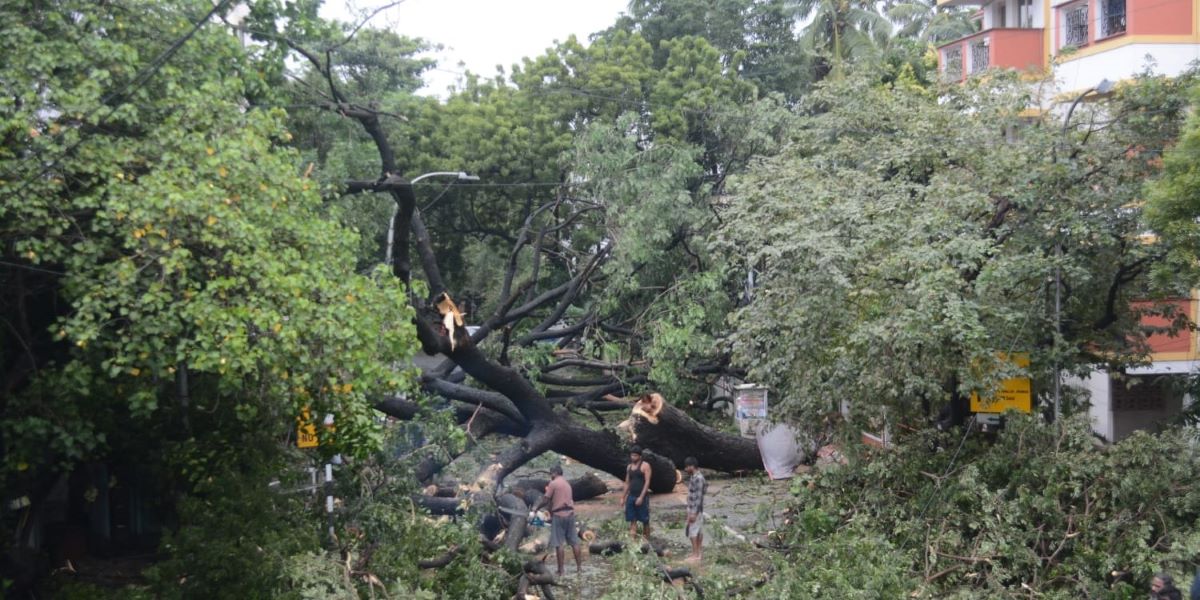 Officials removing the tress that fell on road near Mamallapuram in Tamil Nadu. (Supplied)