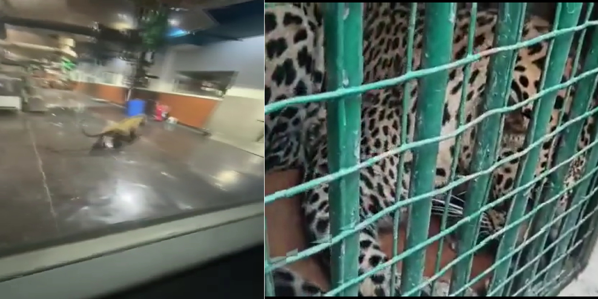 Telangana leopard Telangana leopard entered hetero pharma factory on 16 December.