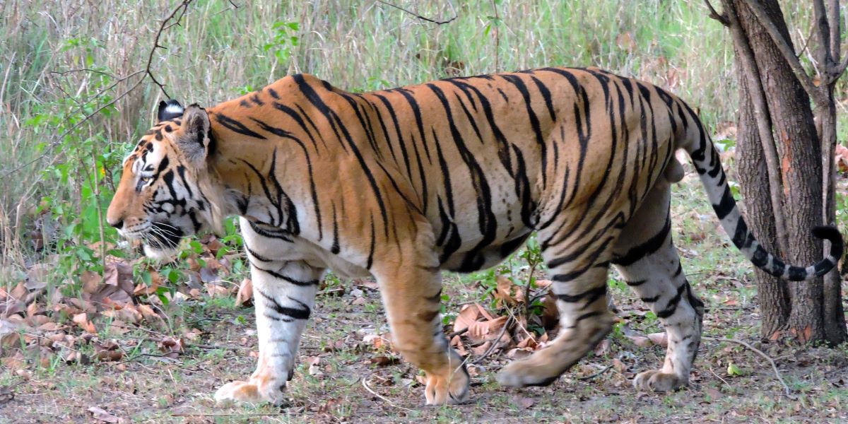 Tiger found dead in Wayanad. Representational Image. (Creative Commons) Dead Tiger in Wayanad