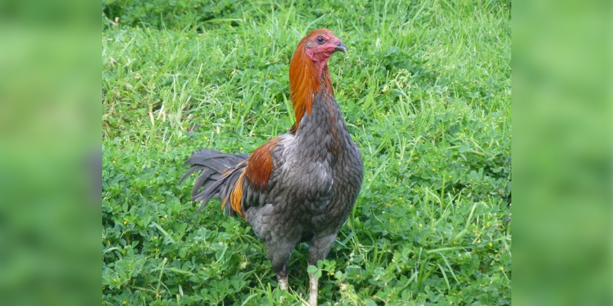 A Peruvian rooster A Peruvian rooster. (MECallaghan)