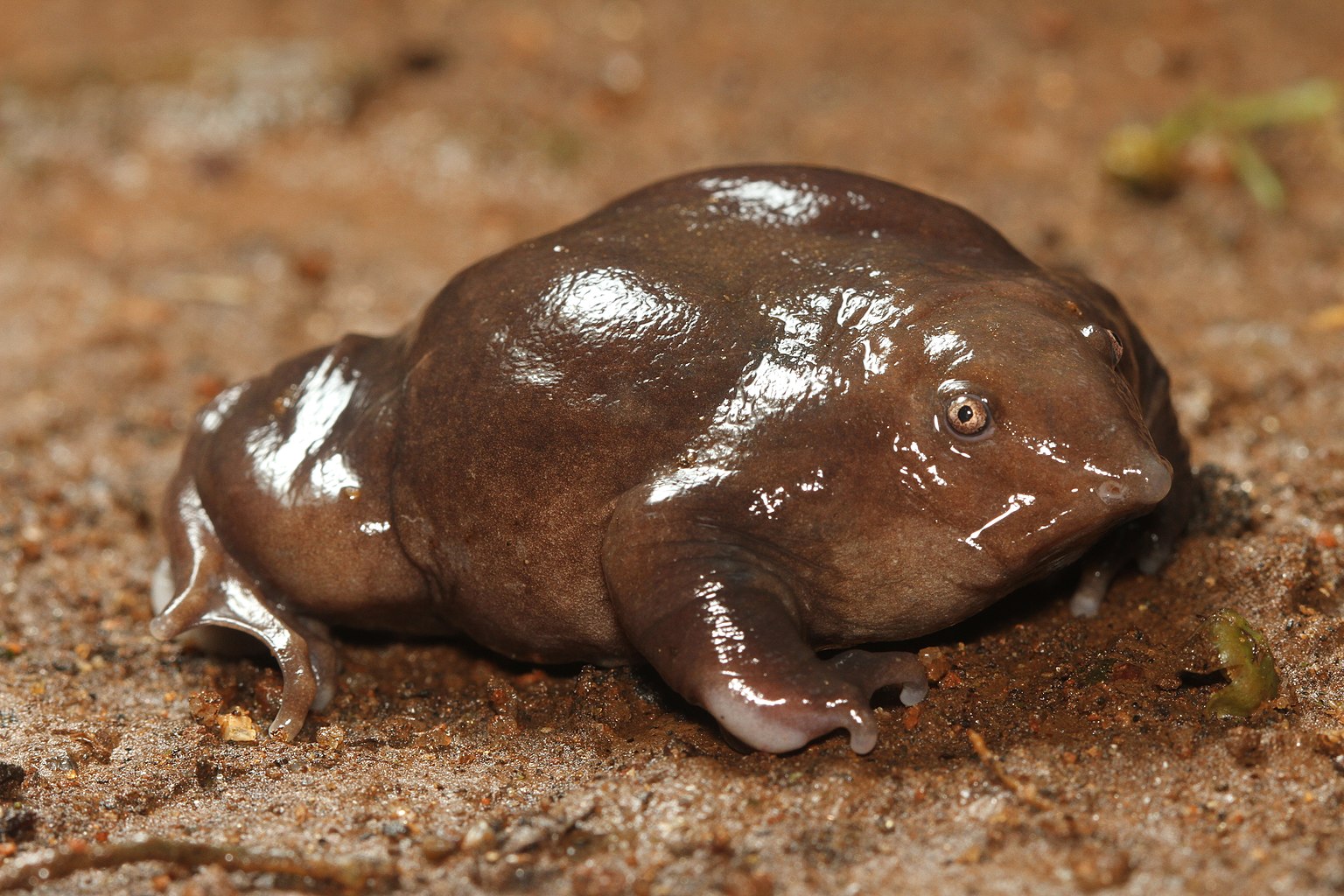David Raju Purple frog which lost ithe race to become Kerala's official frog. Photo: David Raju.