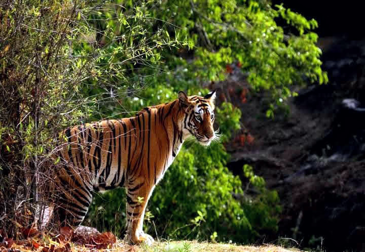 sterilise wildlife Kerala