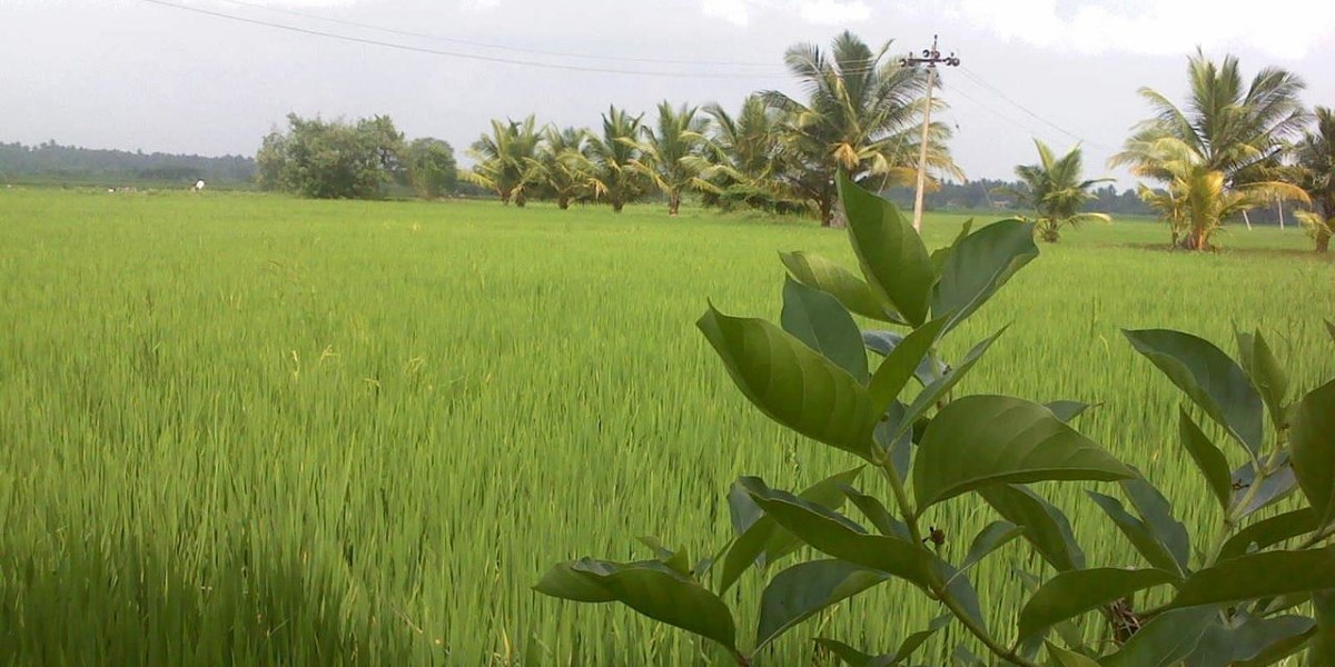 Farmland in Tamil Nadu. (Creative Commons) land records Tamil Nadu