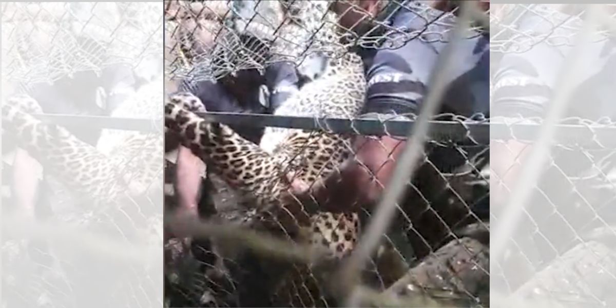 Locals removing the body of the leopard from the coop. (screengrab) Kerala leopard chicken coop