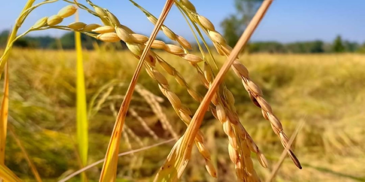 Paddy crops in a field. (Creative Commons) Paddy field