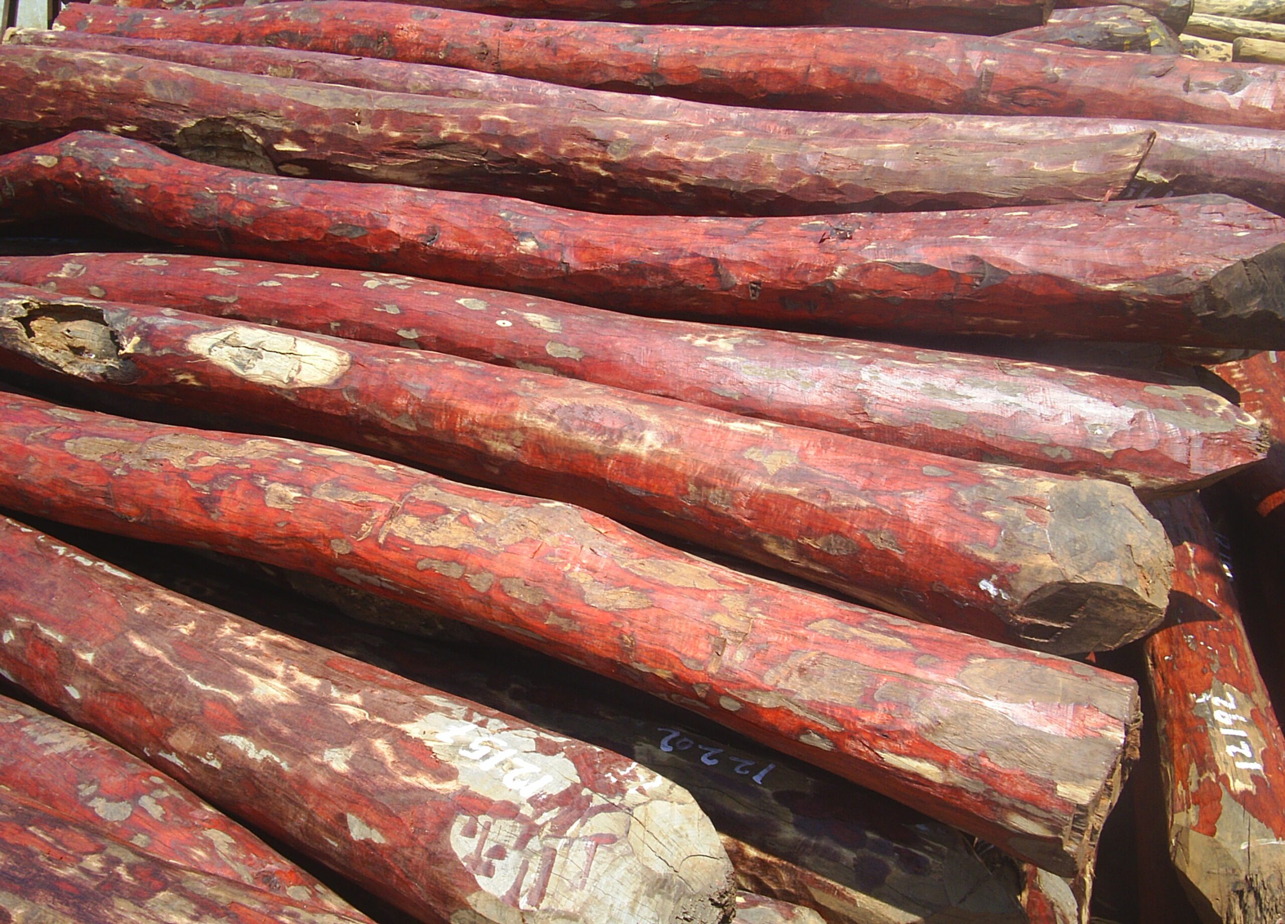 Red sanders