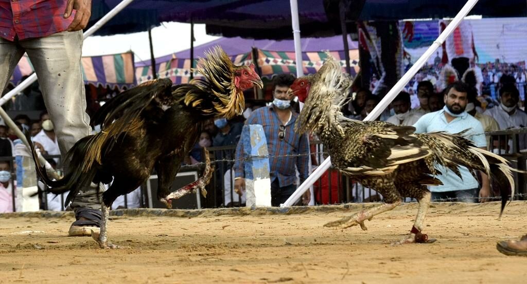 Rooster 1 A cockfight in Andhra Pradesh. (Supplied)