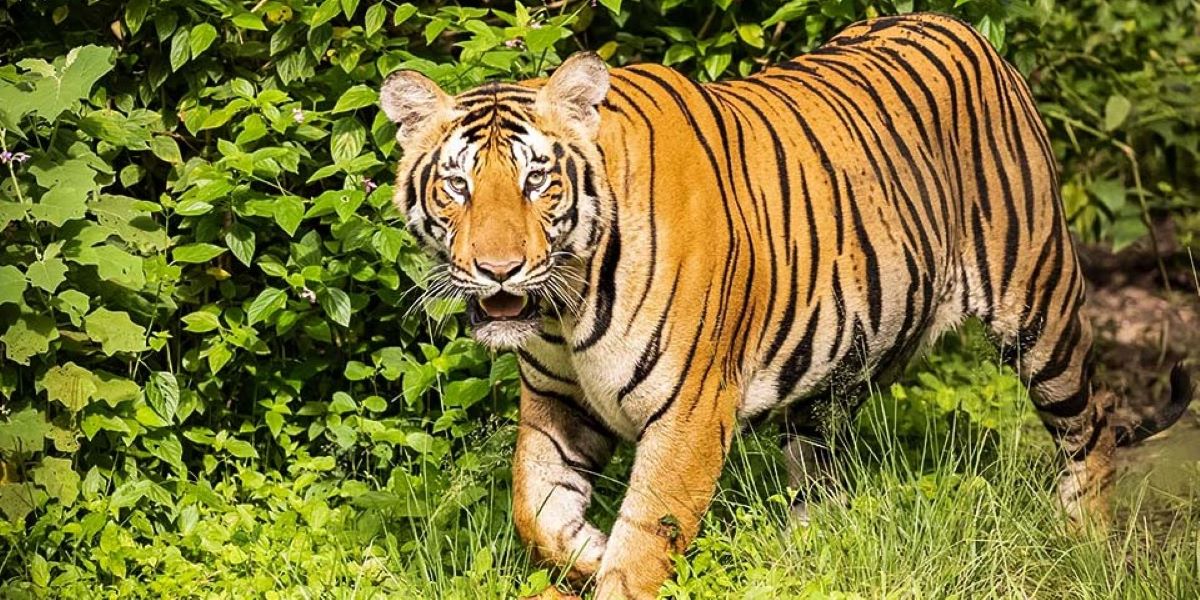 Kerala Opposition demands compensation, government job for the kin of tiger attack victim in Wayanad. Representational Image. (Creative Commons) Tiger attack Wayanad