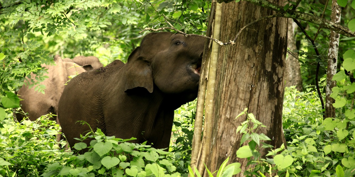 Wild elephant in Muthanga of Wayanad district in Kerala. (Kerala Tourism) All-party meeting in Kerala seeks to raise compensation paid to man-animal conflict victims