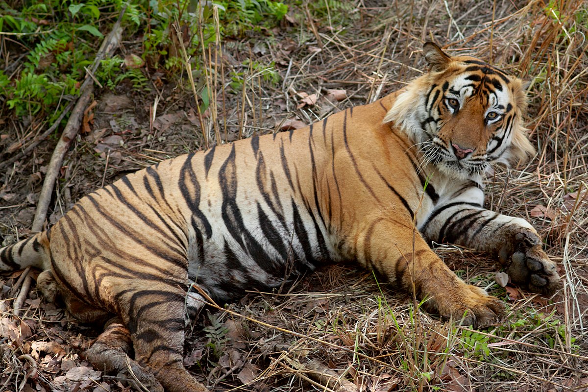 A Tiger in Wayanad. Wayanad tiger death killed