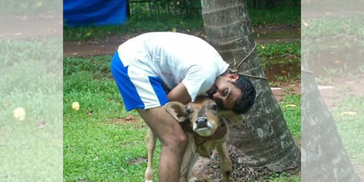 Cow hug day