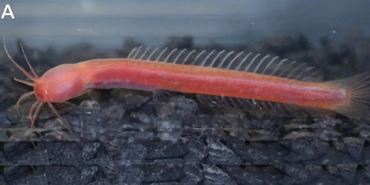 The catfish is said to be just 32 millimeters in length. (Twitter) catfish discovered in Kerala