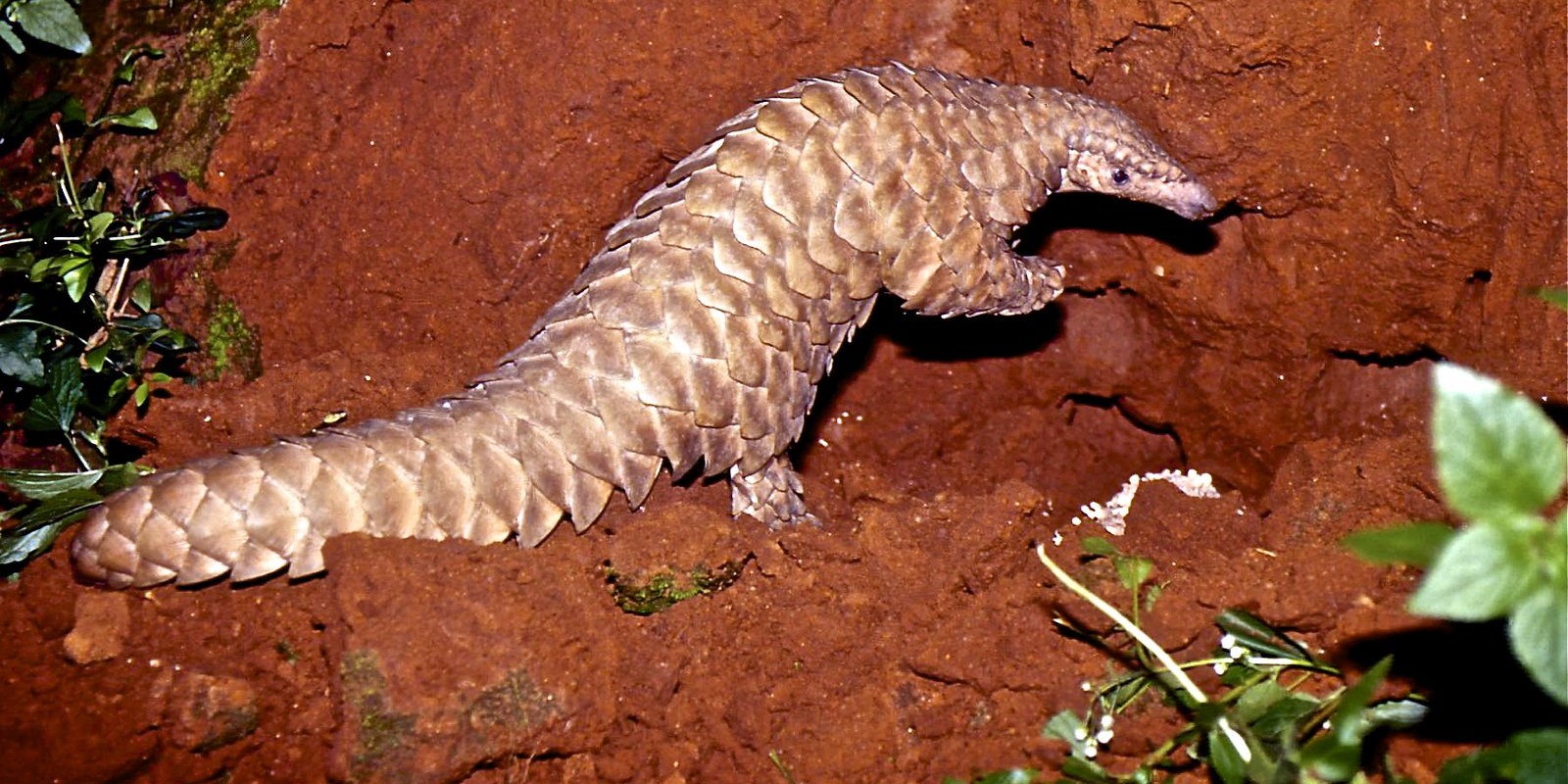 Pangolins Andhra Pradesh